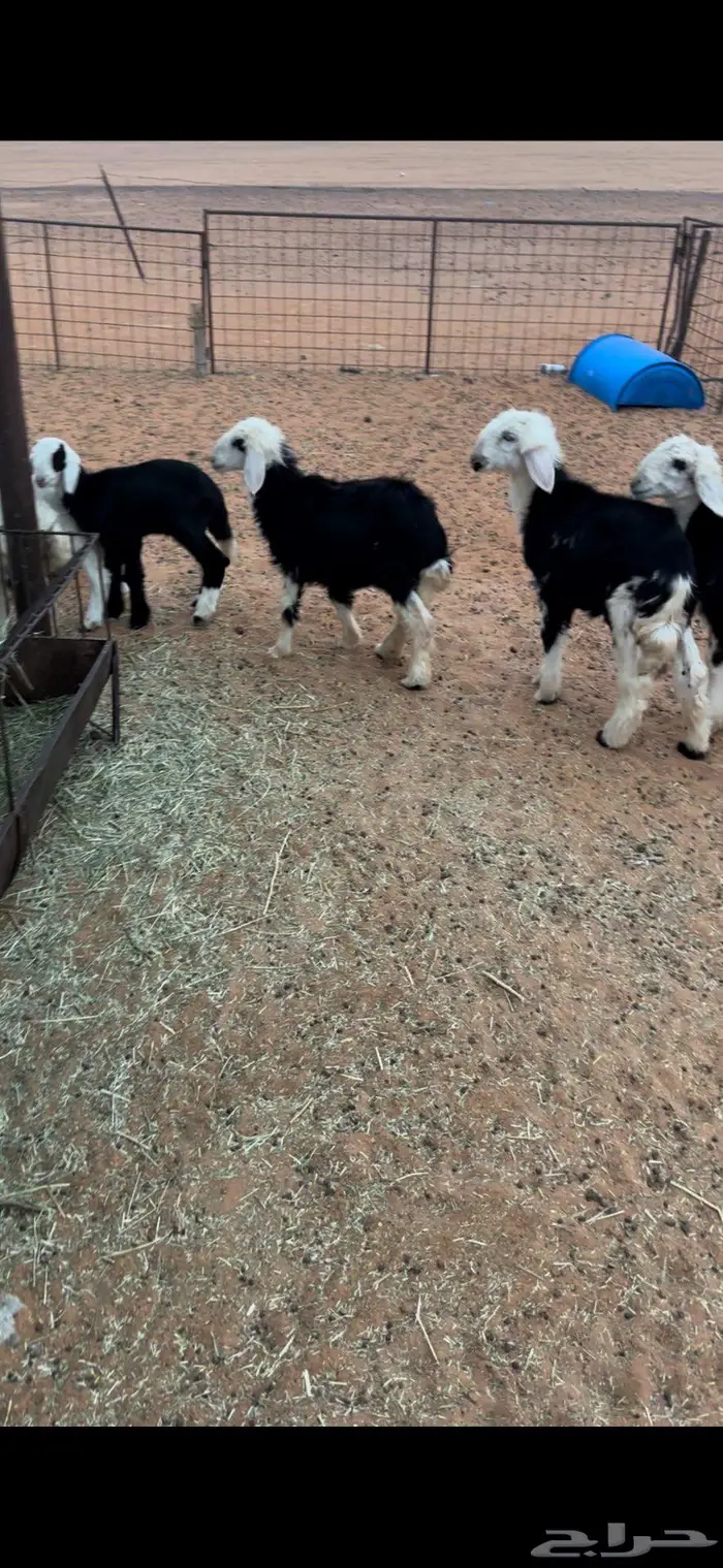 هرافى نجد وحري 5