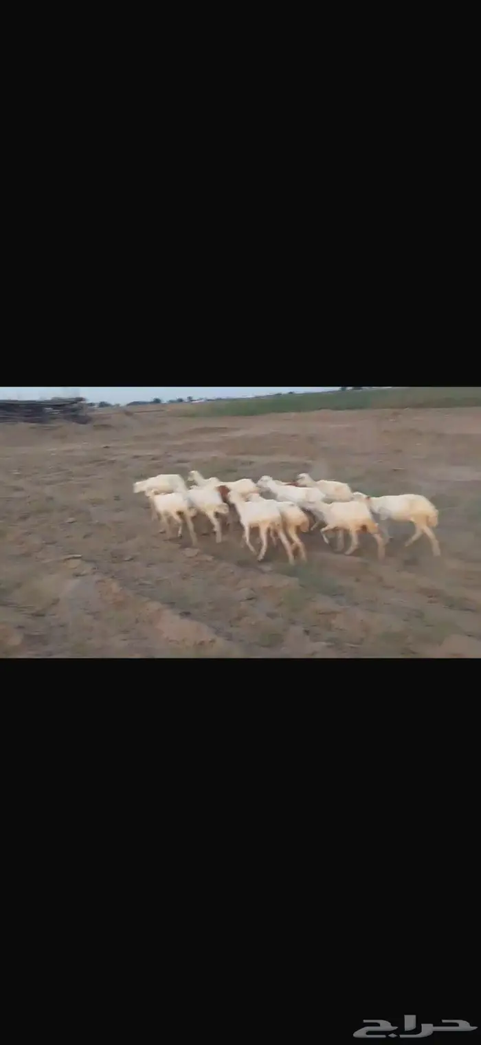 ضان بلدي العدد 15 4