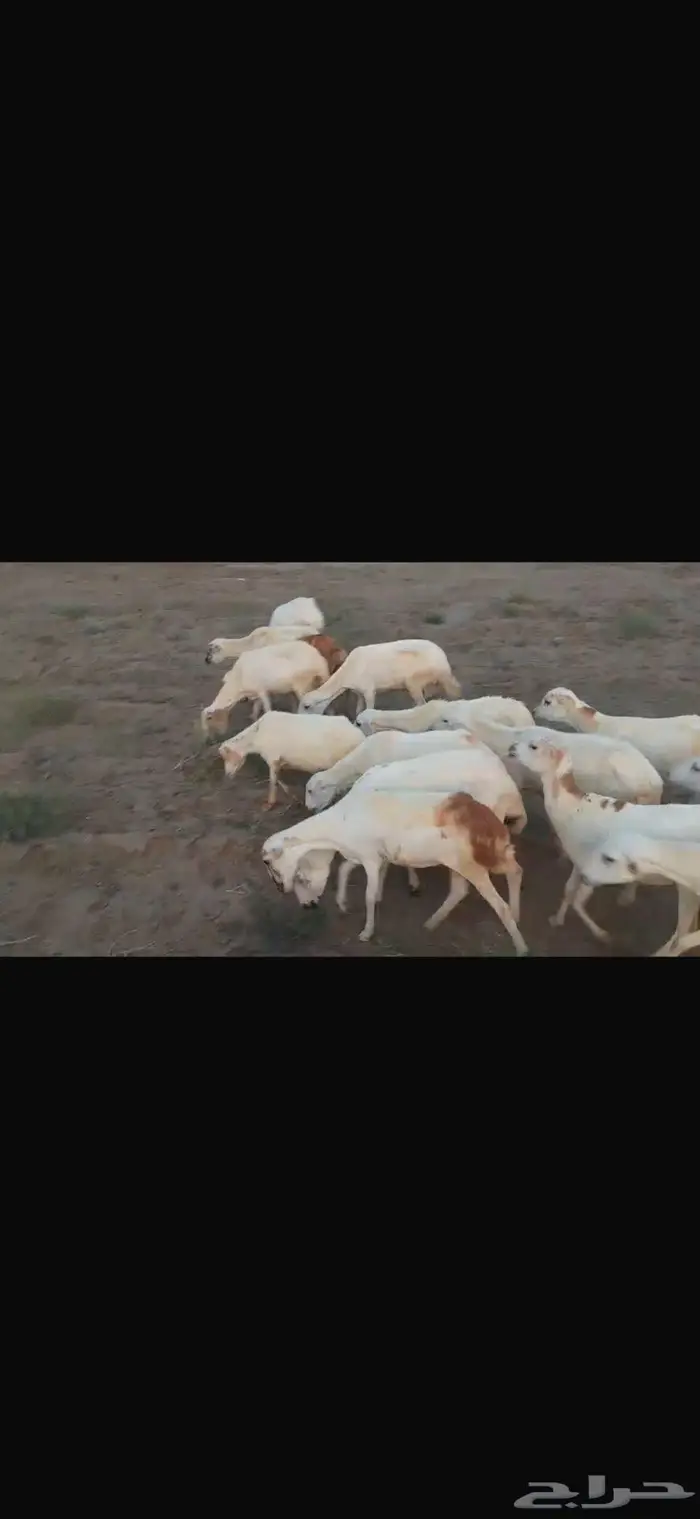 ضان بلدي العدد 15 2