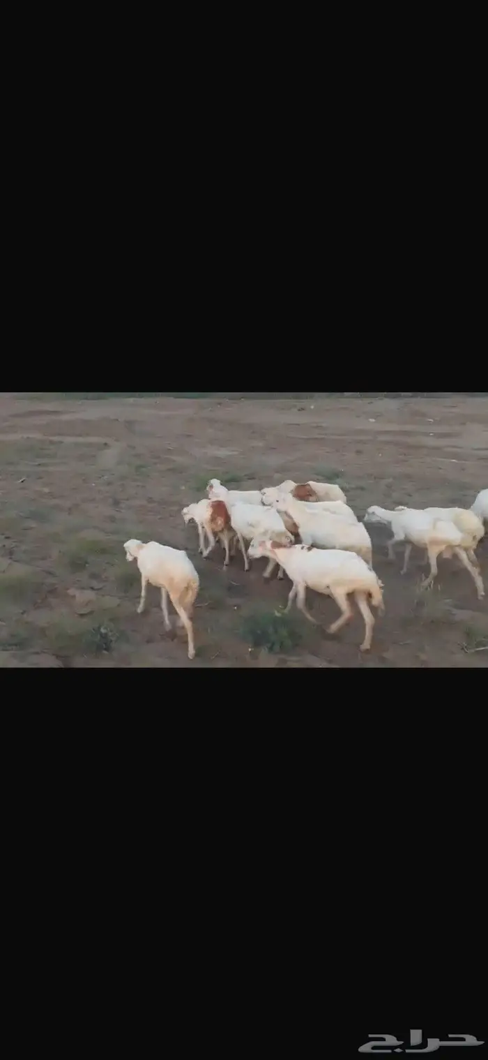 ضان بلدي العدد 15 3