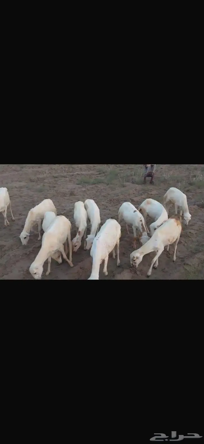 ضان بلدي العدد 15 1