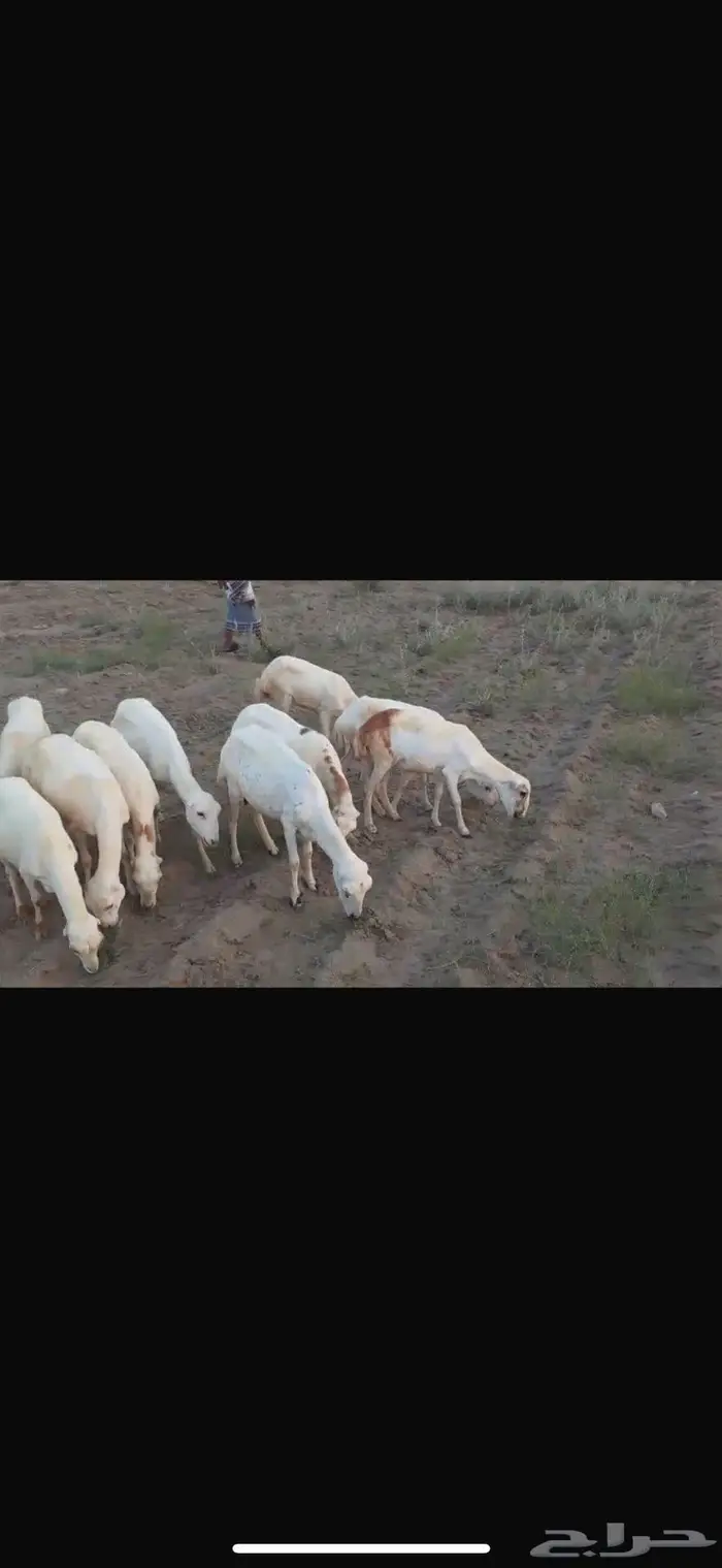 ضان بلدي العدد 15 0