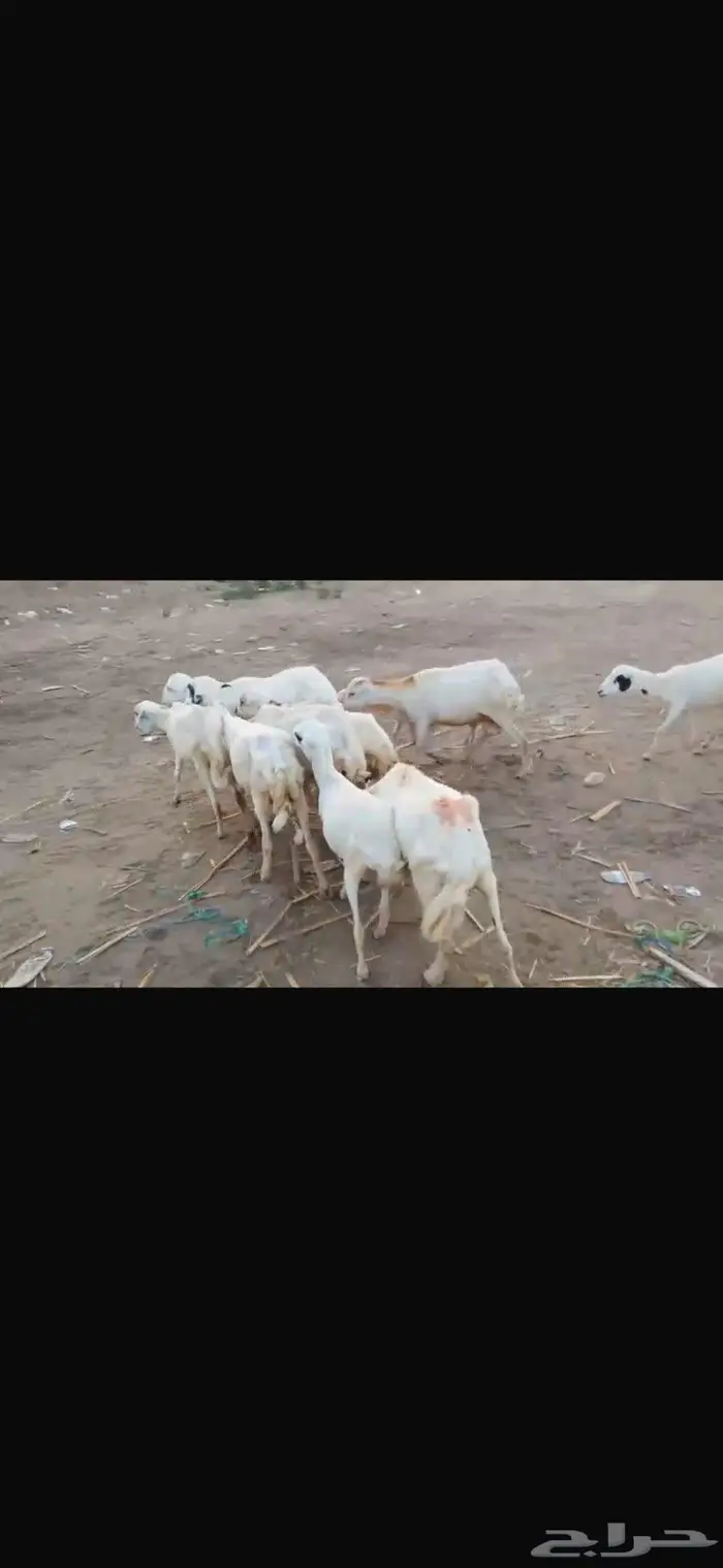 ضان بلدي العدد 10 0