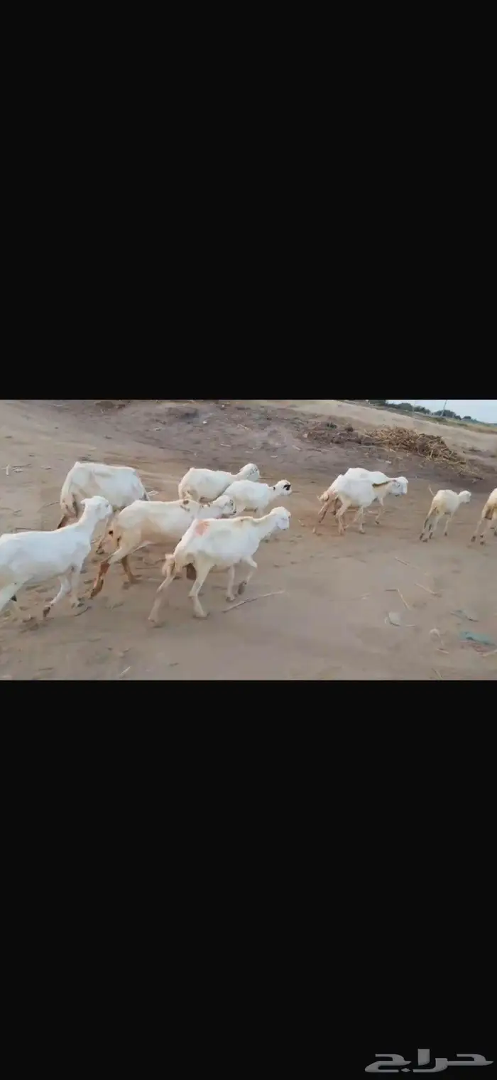 ضان بلدي العدد 10 3