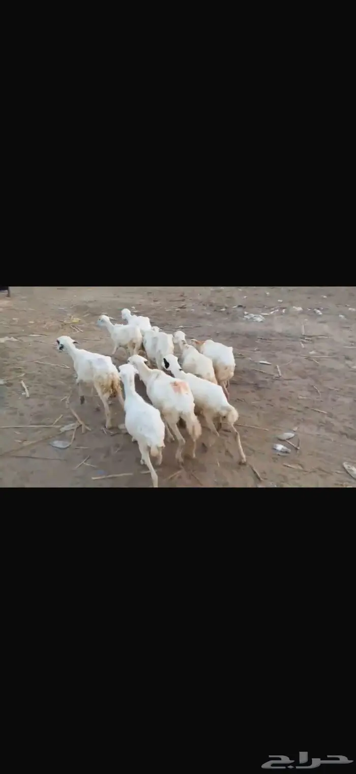 ضان بلدي العدد 10 1