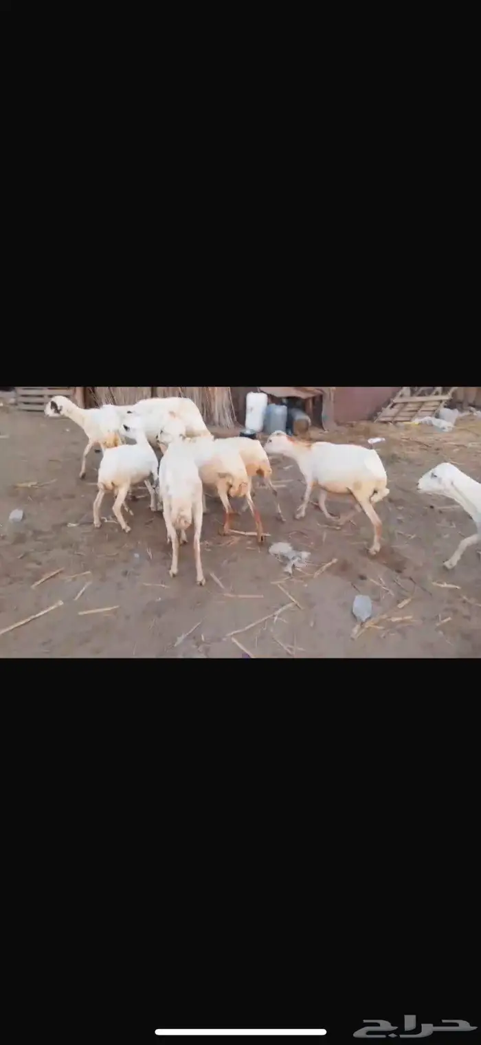 ضان بلدي العدد 10 2