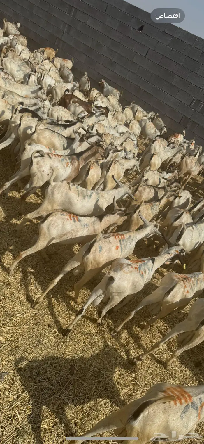 تيوس مستورد 480 2