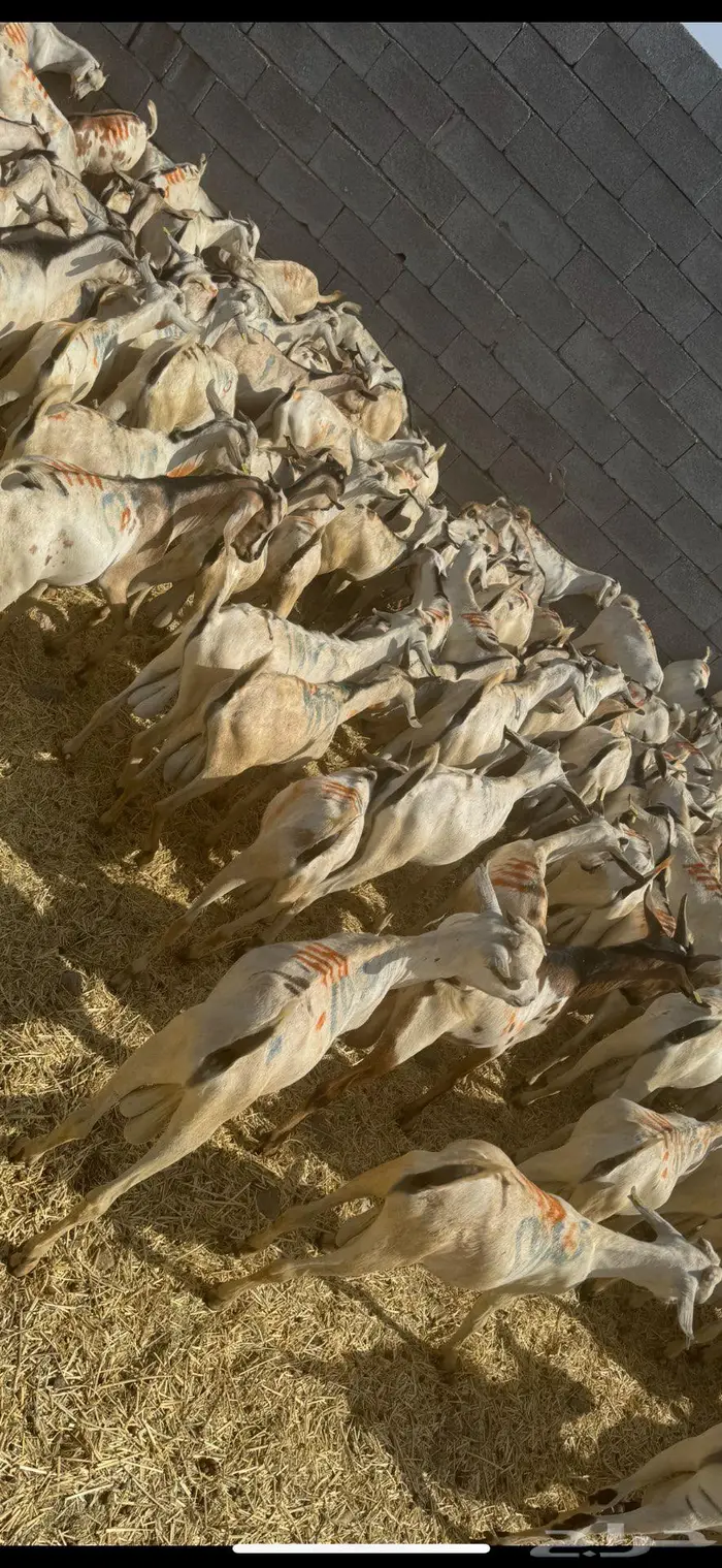 تيوس مستورد 480 1