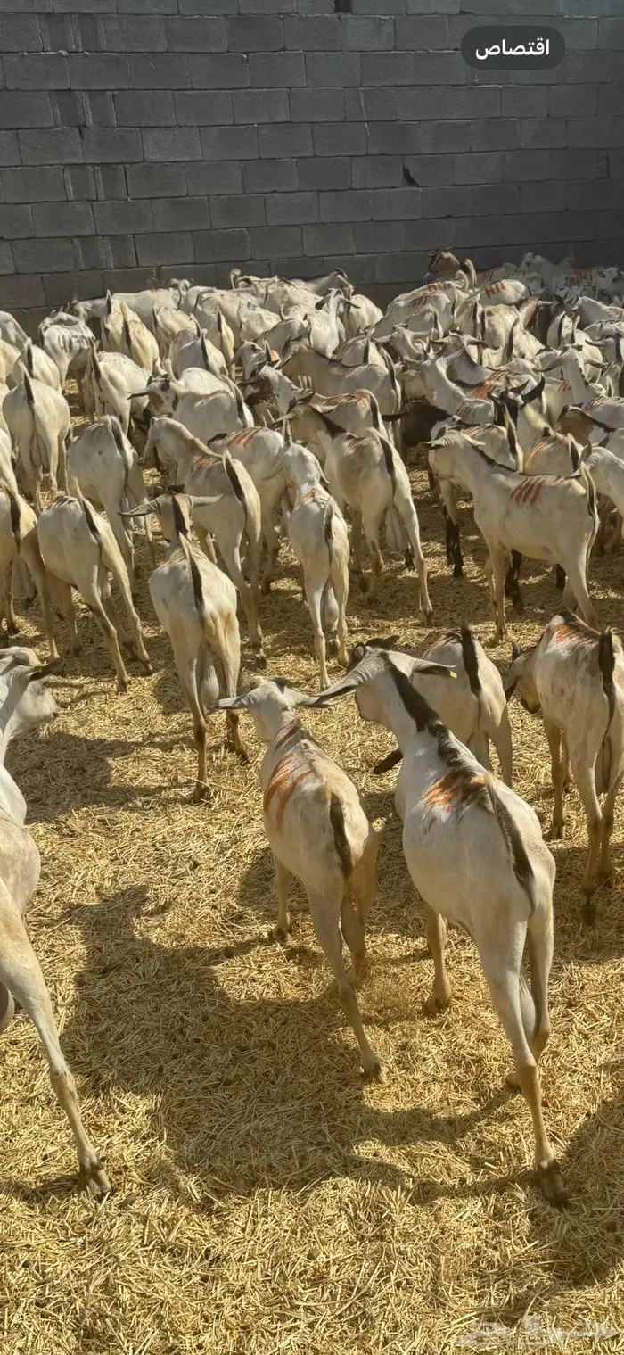 تيوس مستورد 480 0