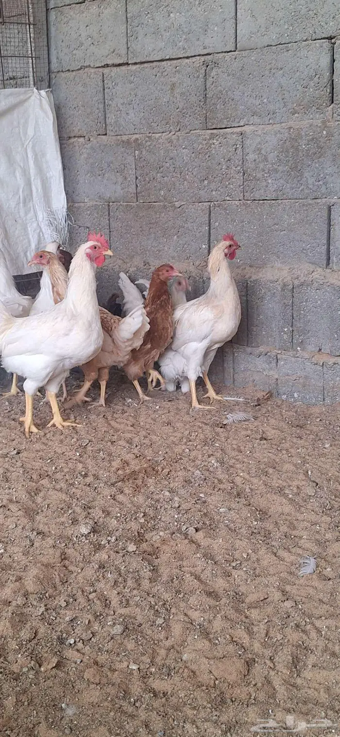 اربعة ديكه لوهمان 0