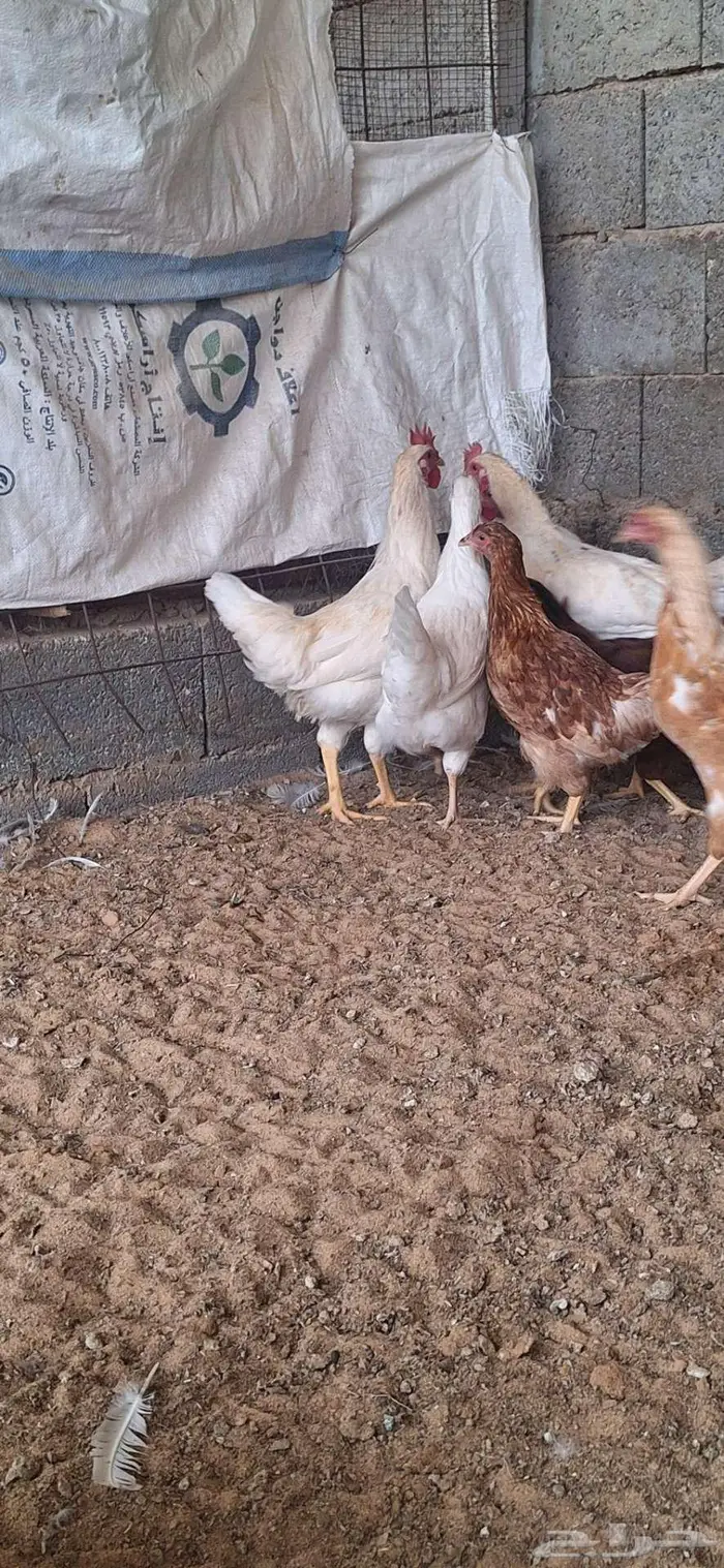 اربعة ديكه لوهمان 1