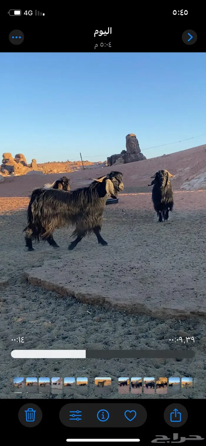 فحول ثنيان تأسيس مراح الون الملكي ومنتجه اتوام 2