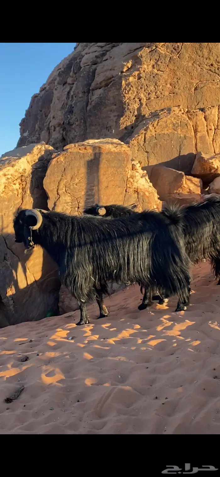 فحول ثنيان تأسيس مراح الون الملكي ومنتجه اتوام 0