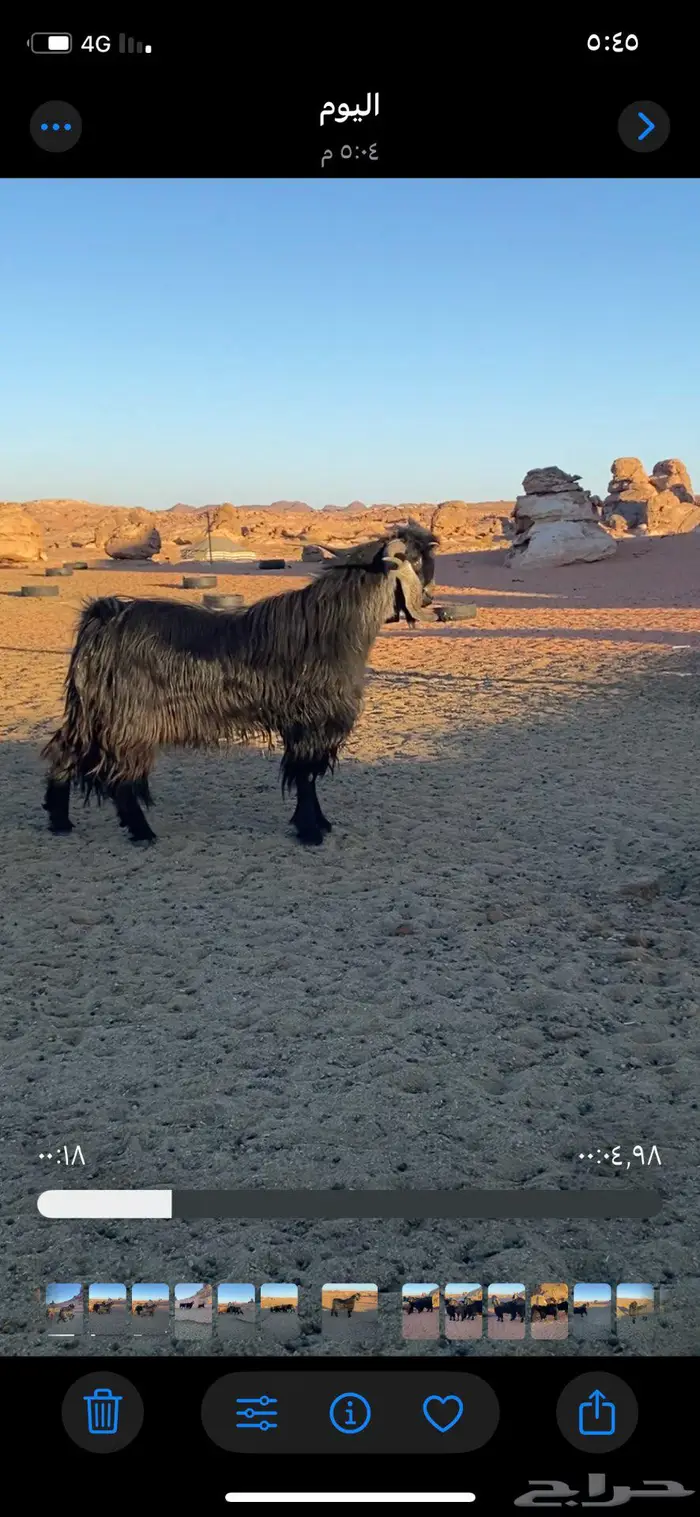 فحول ثنيان تأسيس مراح الون الملكي ومنتجه اتوام 4