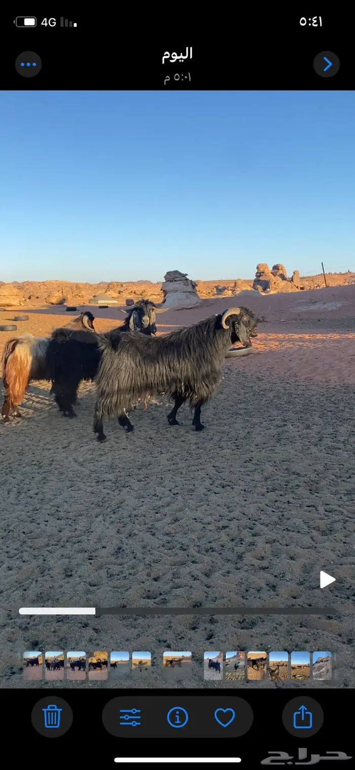 فحول ثنيان تأسيس مراح الون الملكي ومنتجه اتوام 3