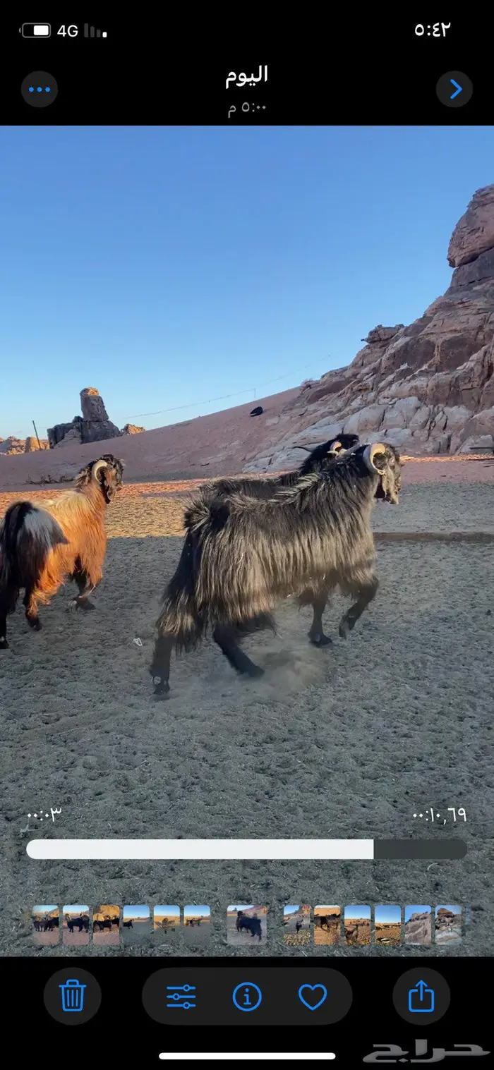 فحول ثنيان تأسيس مراح الون الملكي ومنتجه اتوام 1