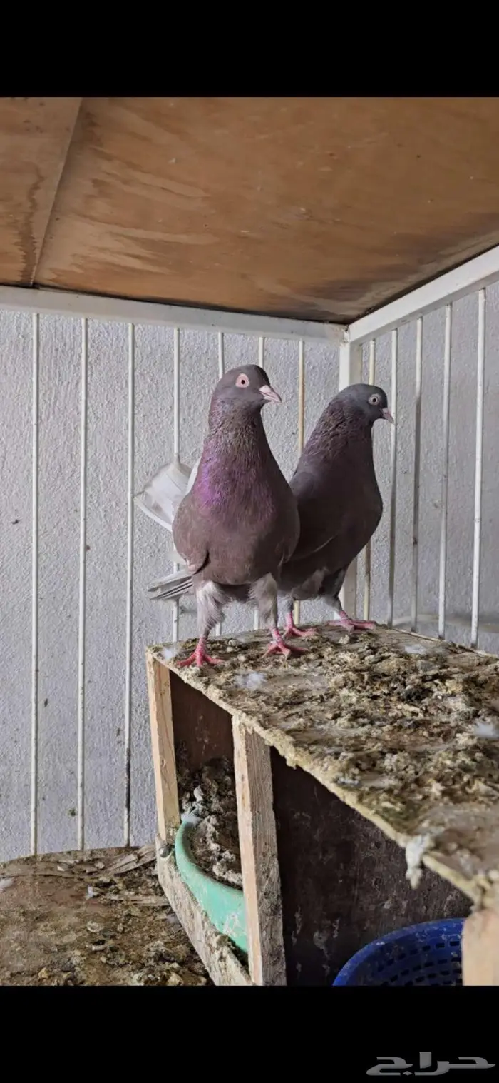 جوز قطايف حمر صوافي معاريف من طيور ابو ناصر سبيت 0