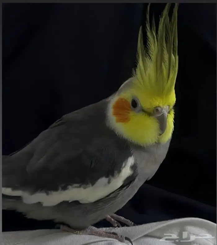 ببغاء مفقود 0