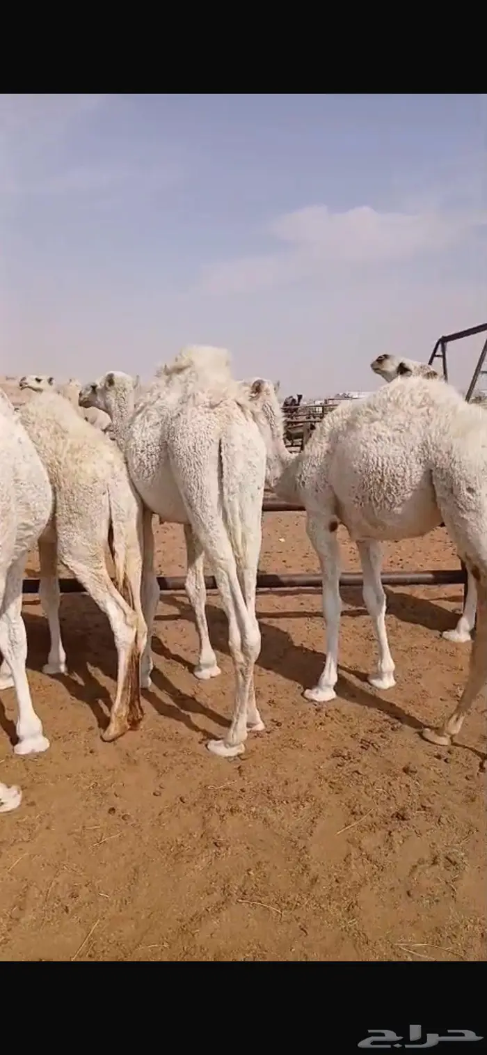 قعدان قصب العدد 5 0