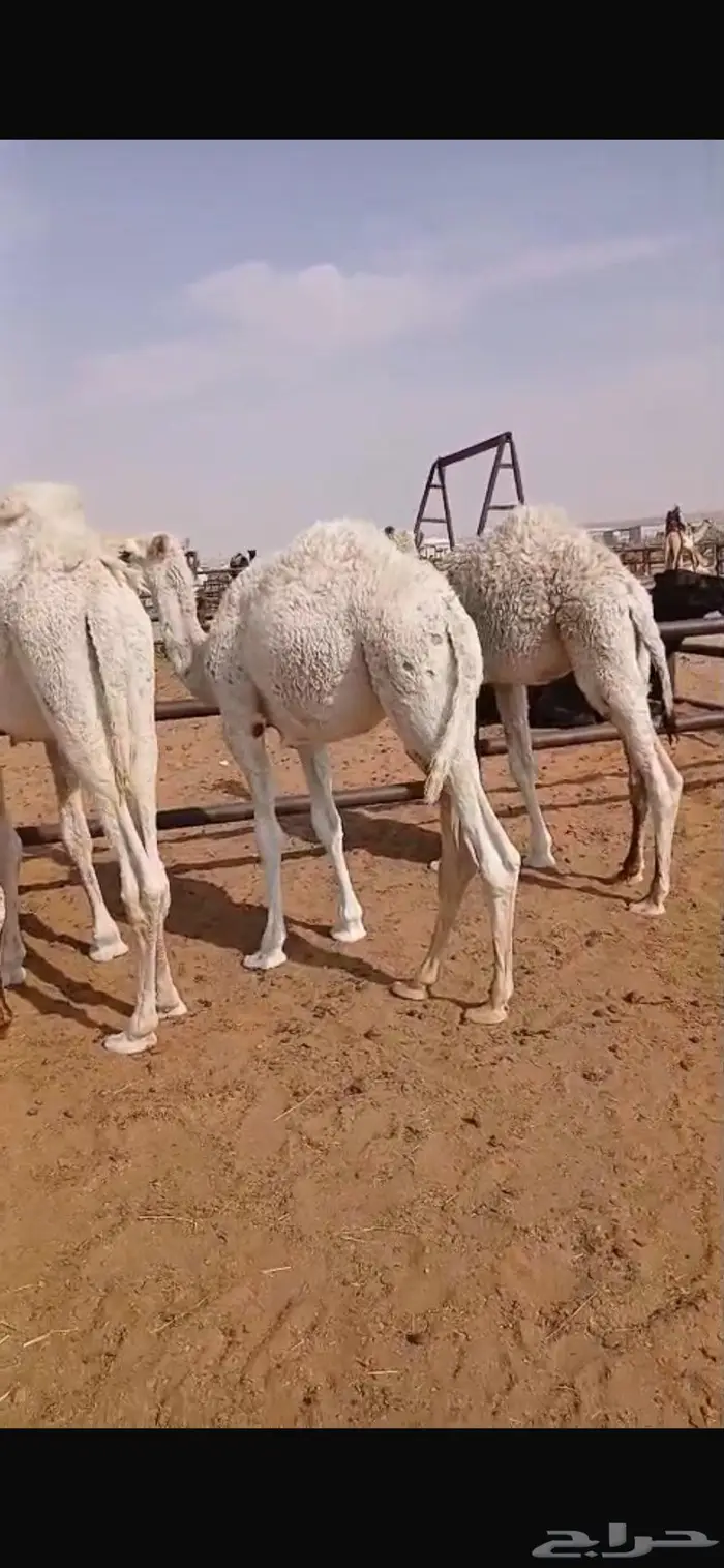 قعدان قصب العدد 5 1