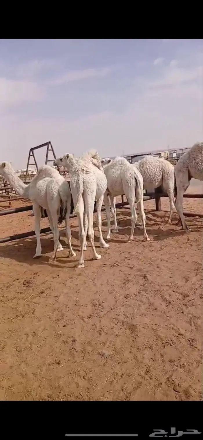 قعدان قصب العدد 5 3