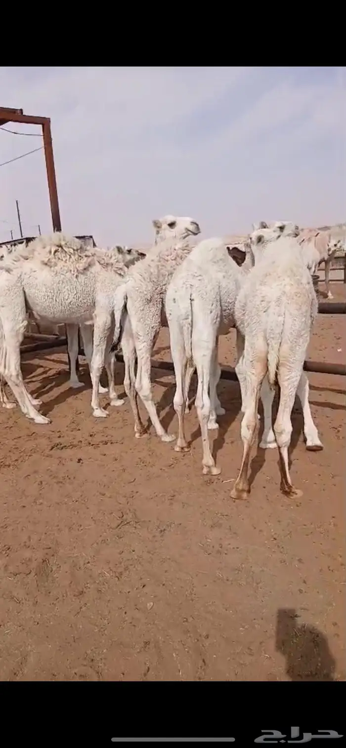 قعدان قصب العدد 5 6