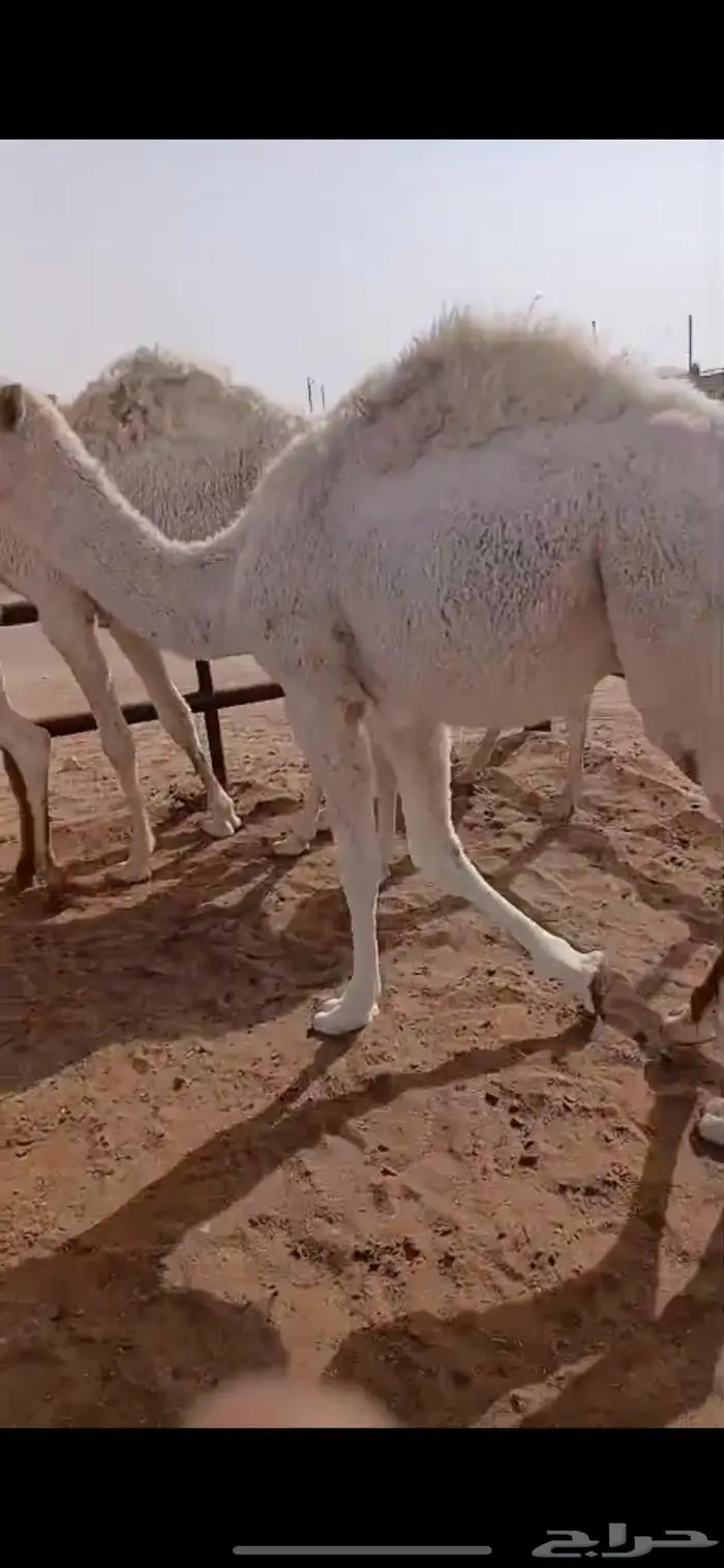 قعدان قصب العدد 5 5