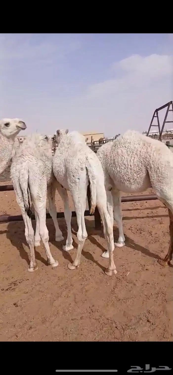 قعدان قصب العدد 5 7