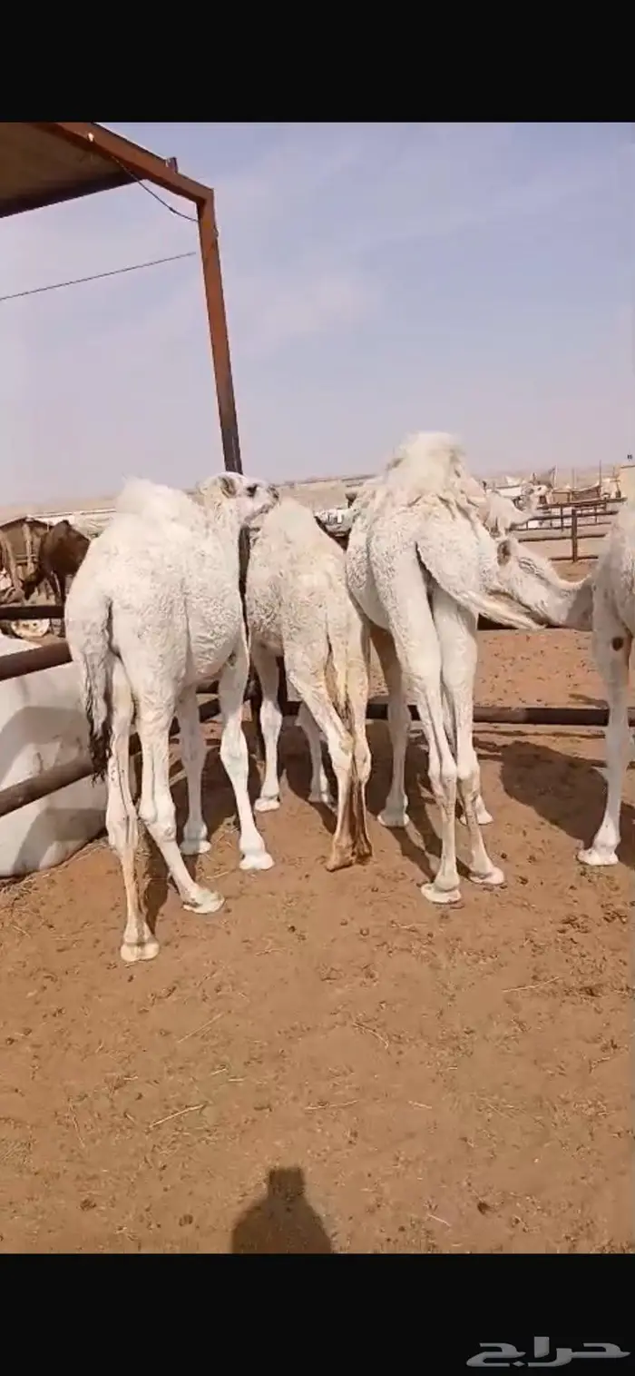 قعدان قصب العدد 5 2