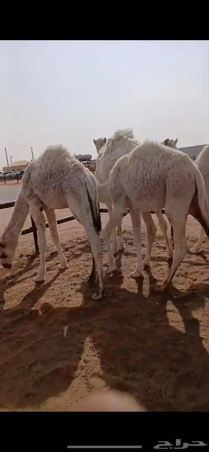 قعدان قصب العدد 5 4