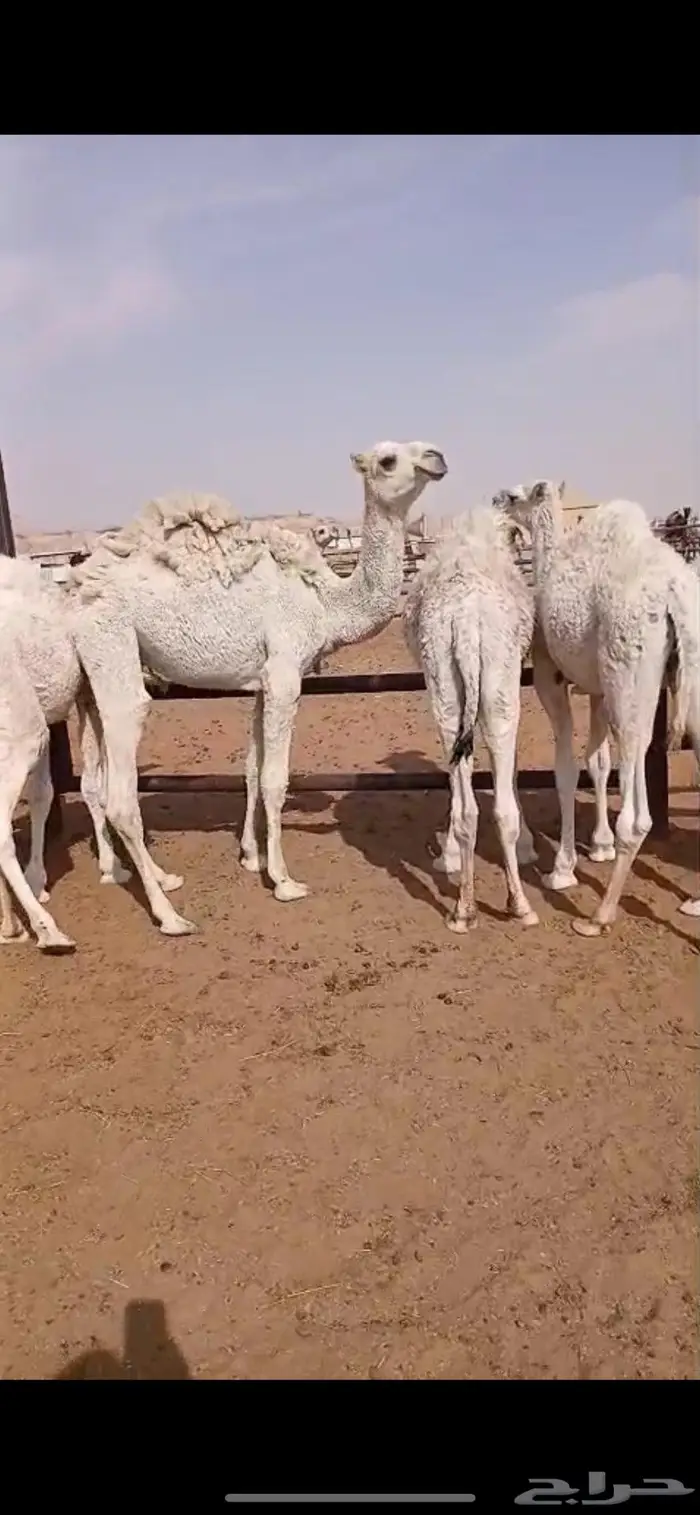 قعدان قصب العدد 5 8