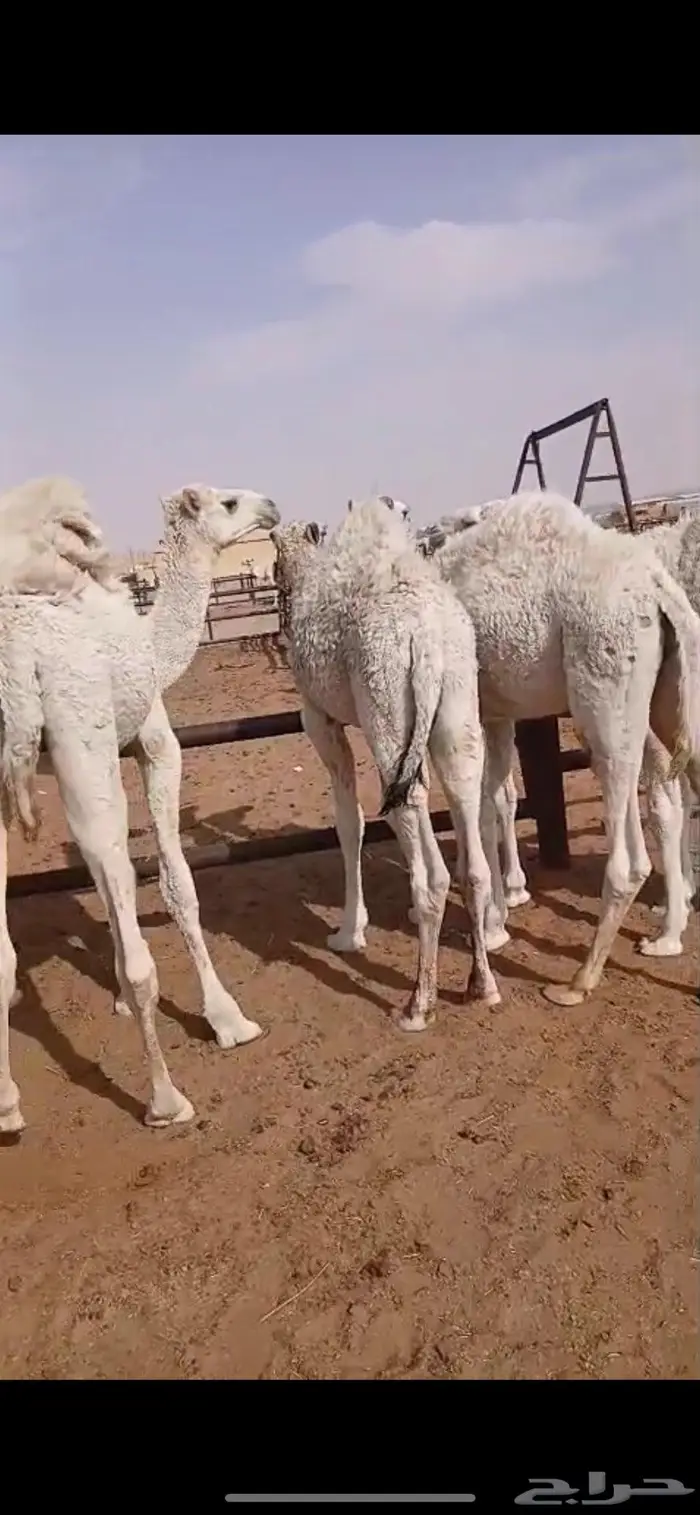 قعدان قصب العدد 5 12