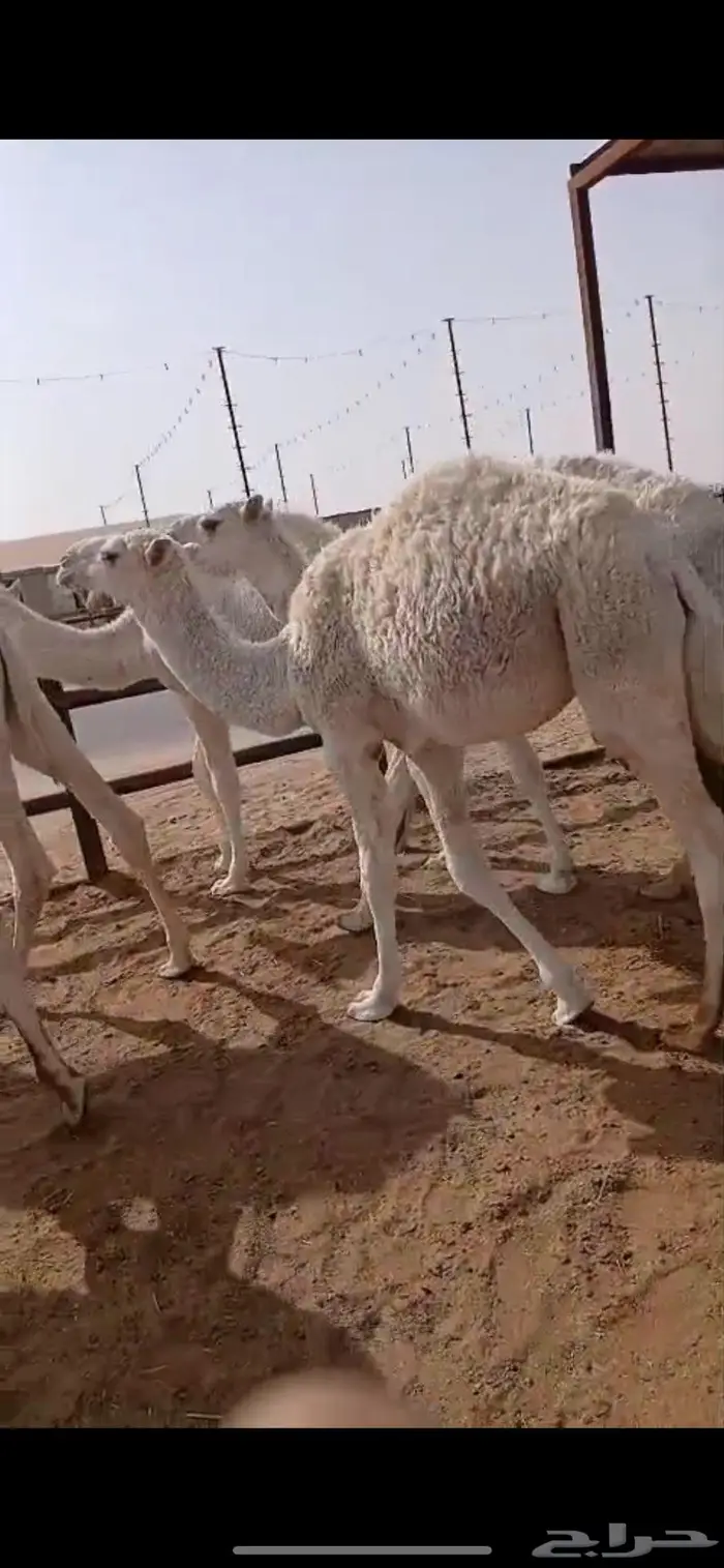 قعدان قصب العدد 5 11