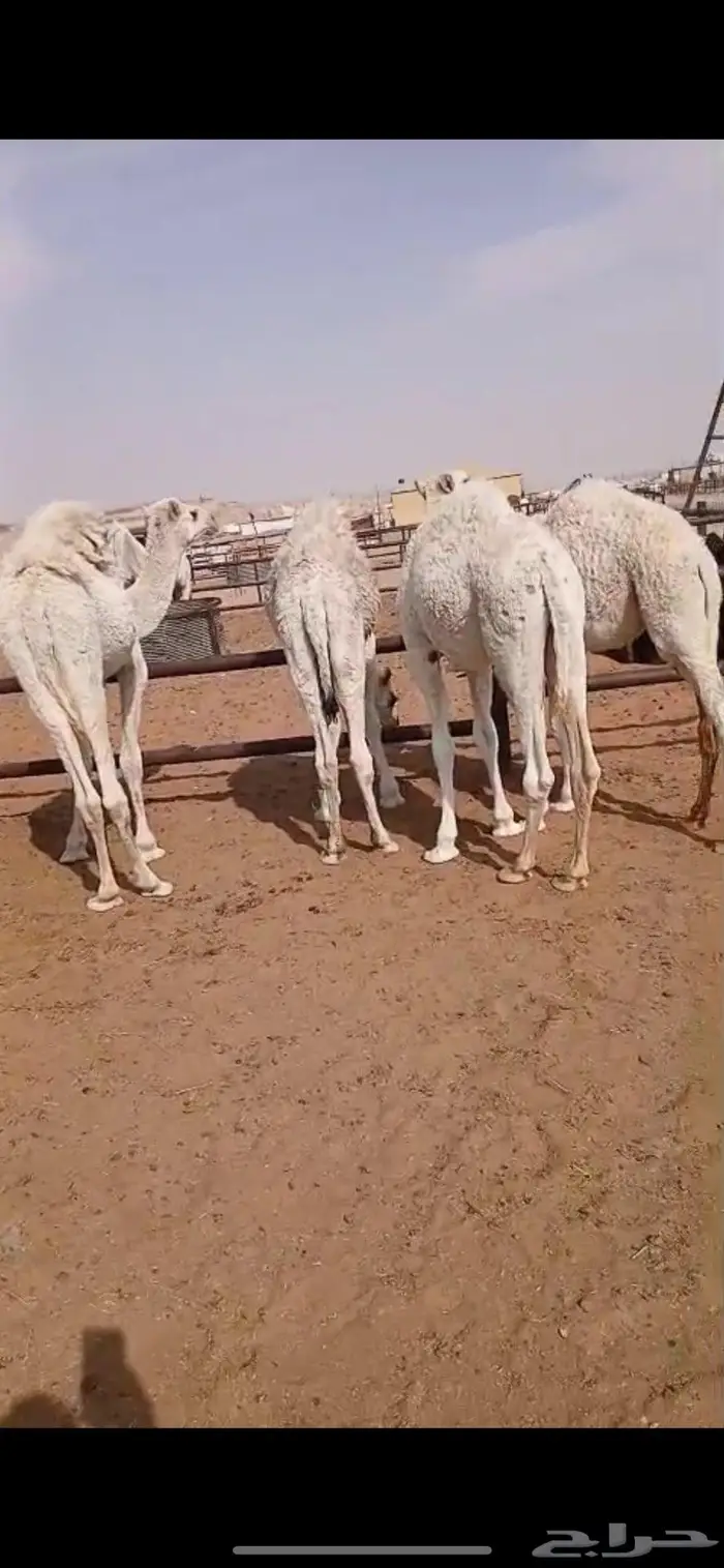 قعدان قصب العدد 5 13