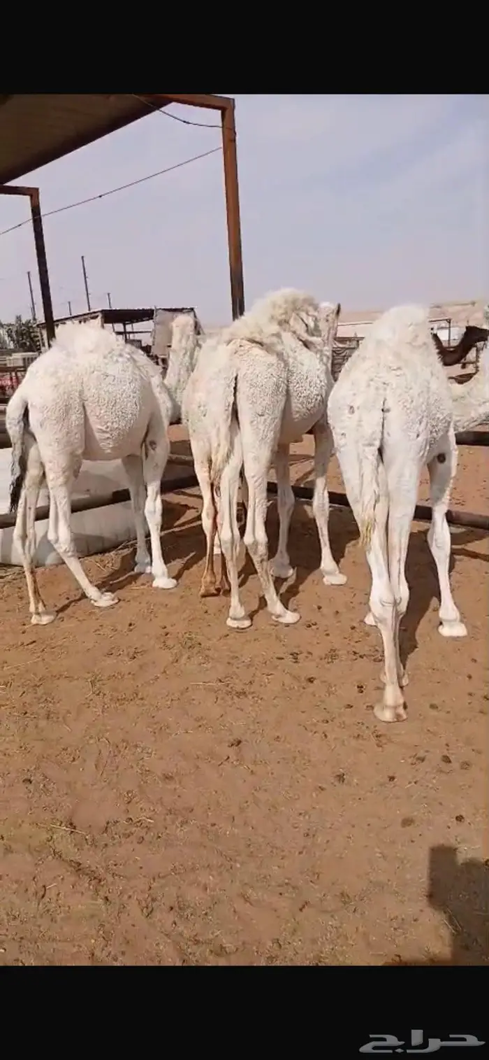 قعدان قصب العدد 5 9