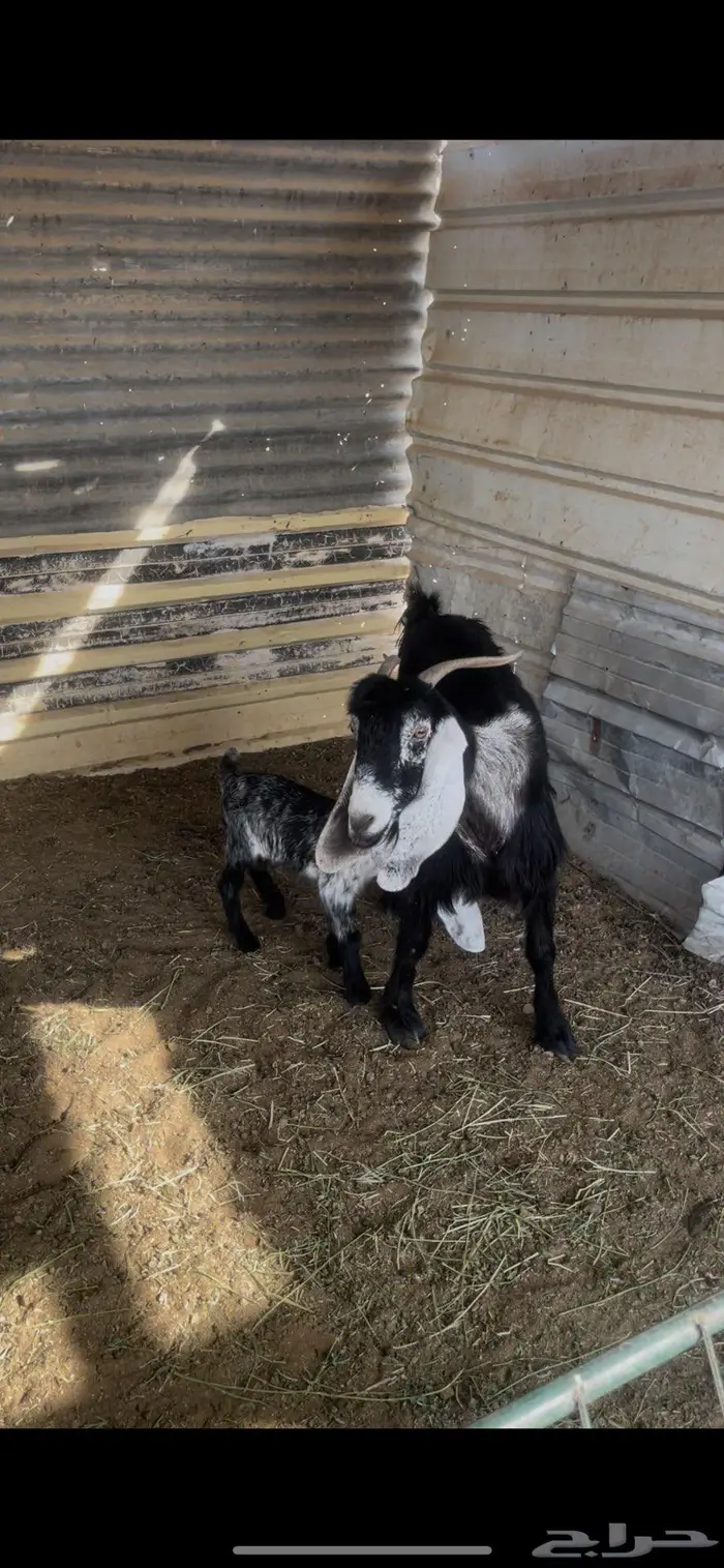 معزا العدد2 0