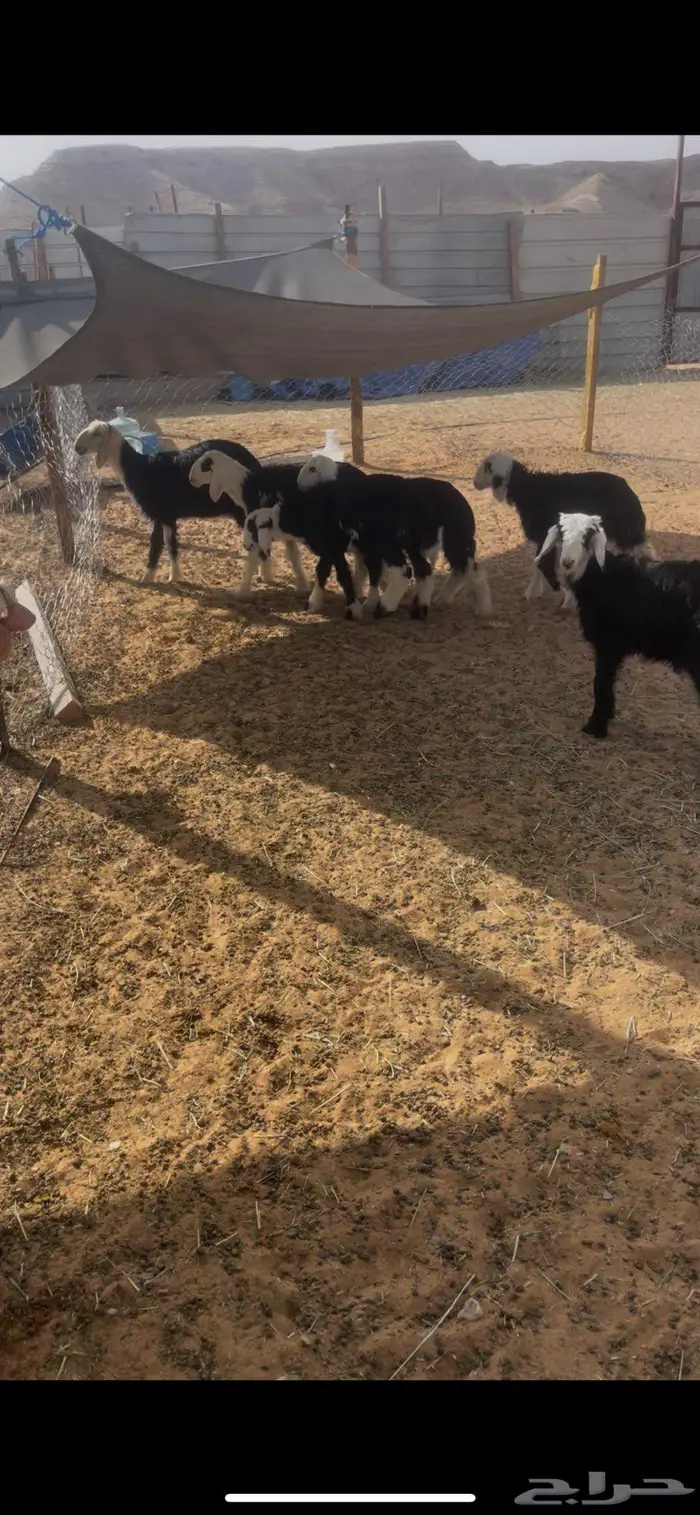 بهم نعيم ونجد 3