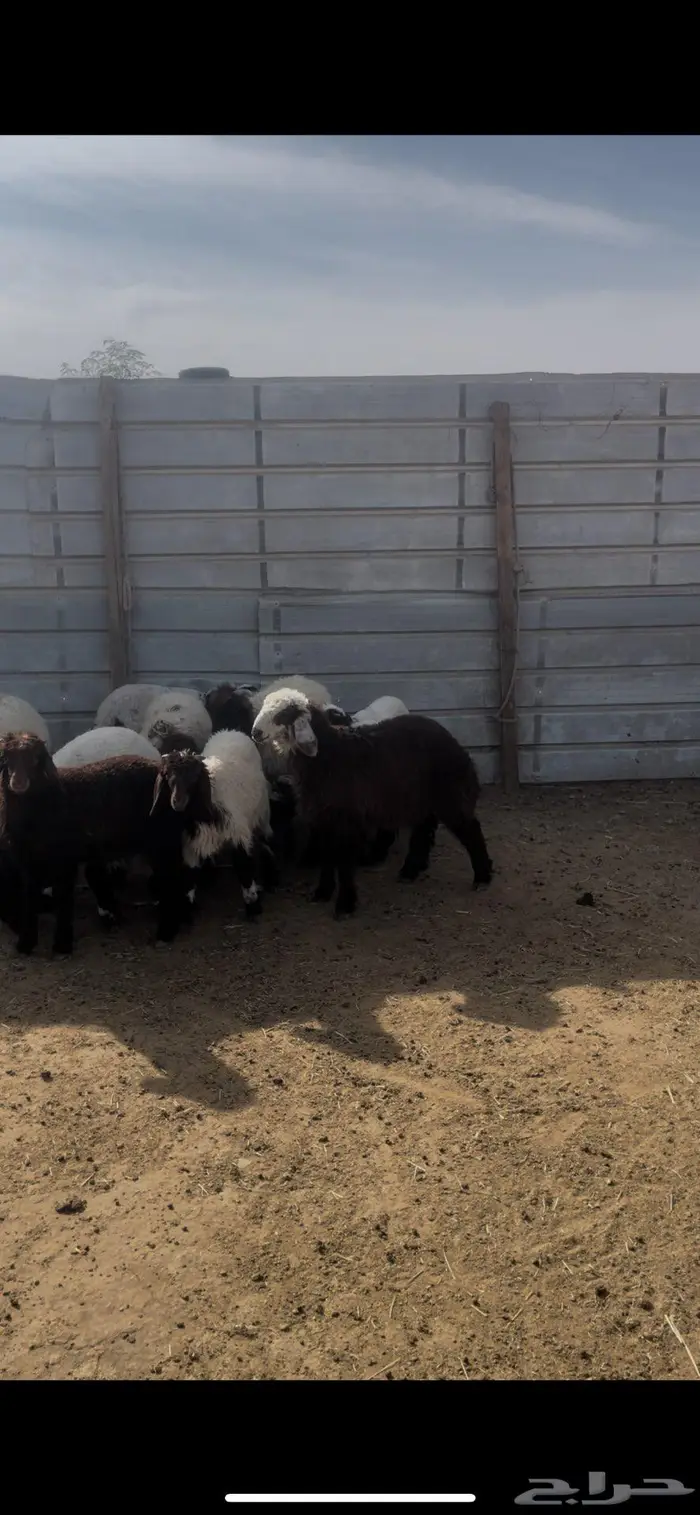 بهم نعيم ونجد 2