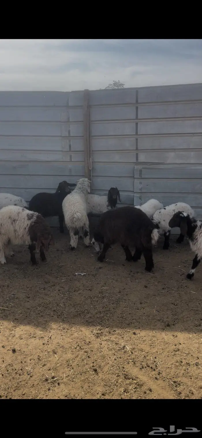 بهم نعيم ونجد 1