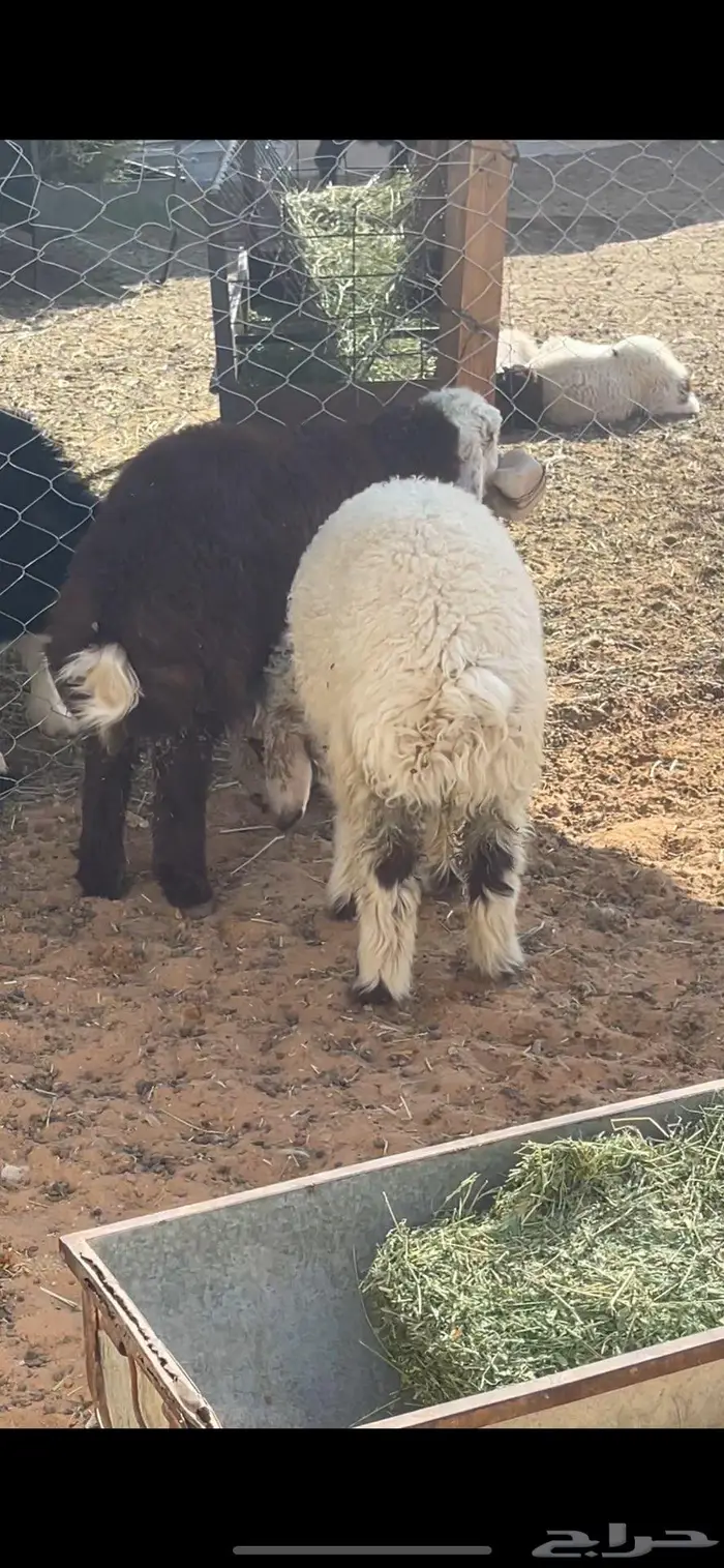 بهم نعيم ونجد 0