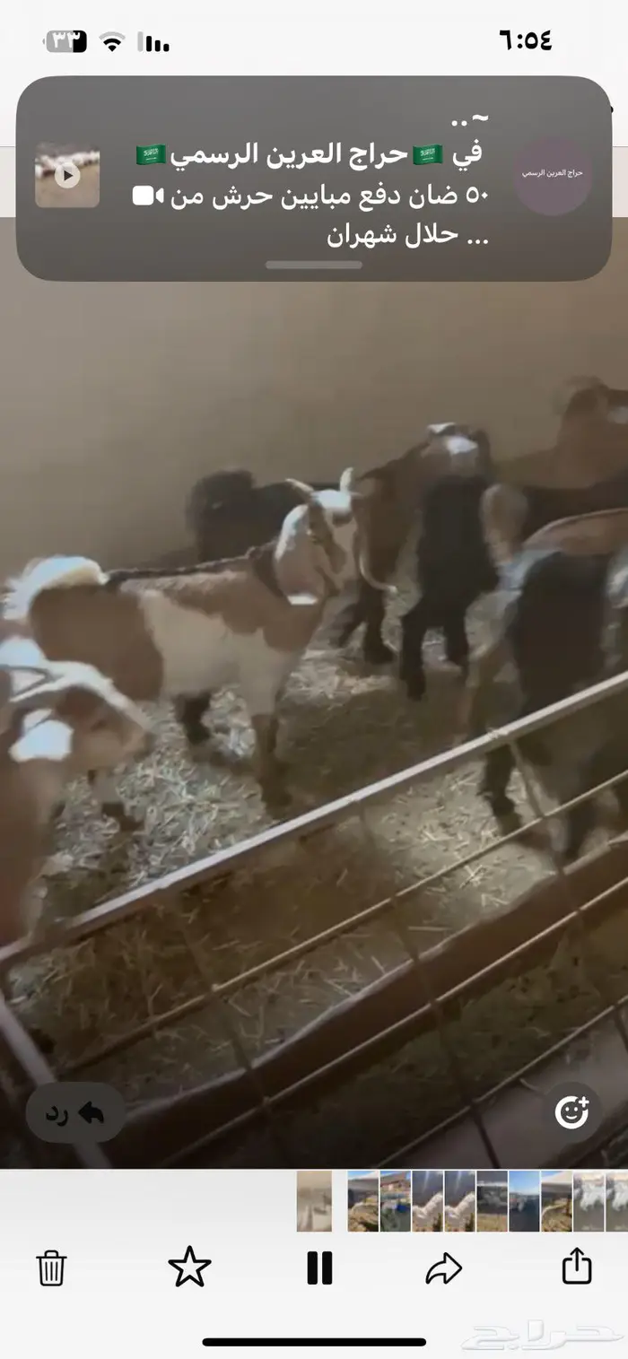 11 تيس فل شحم 0