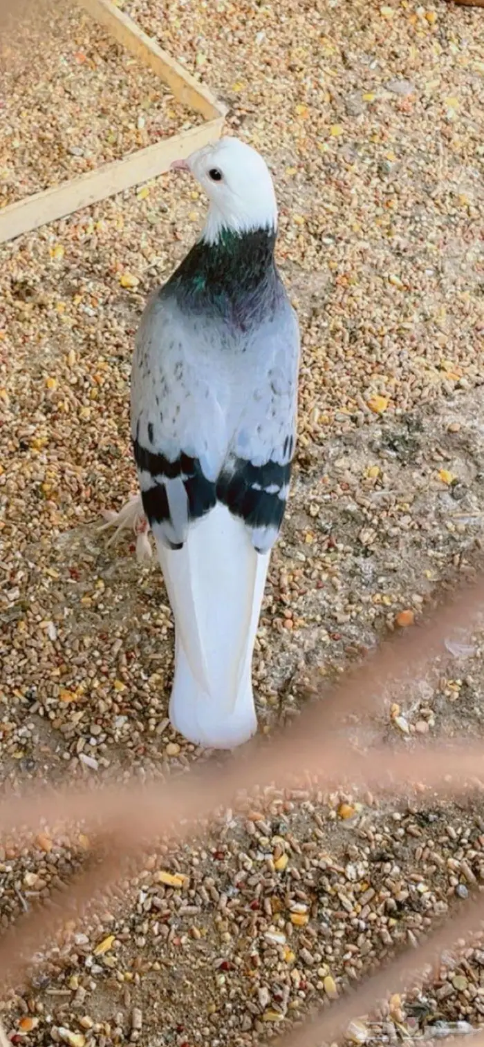 حمام تركي طواقي 2