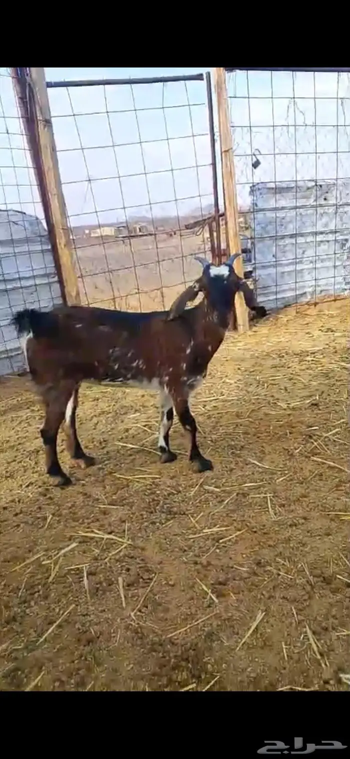 جفرة عمرها 4 شهور 1