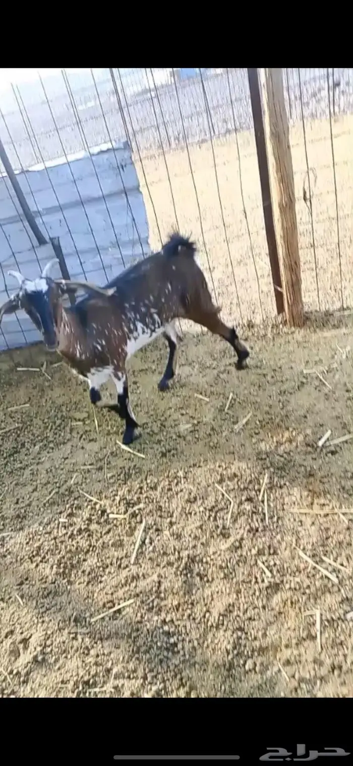 جفرة عمرها 4 شهور 2