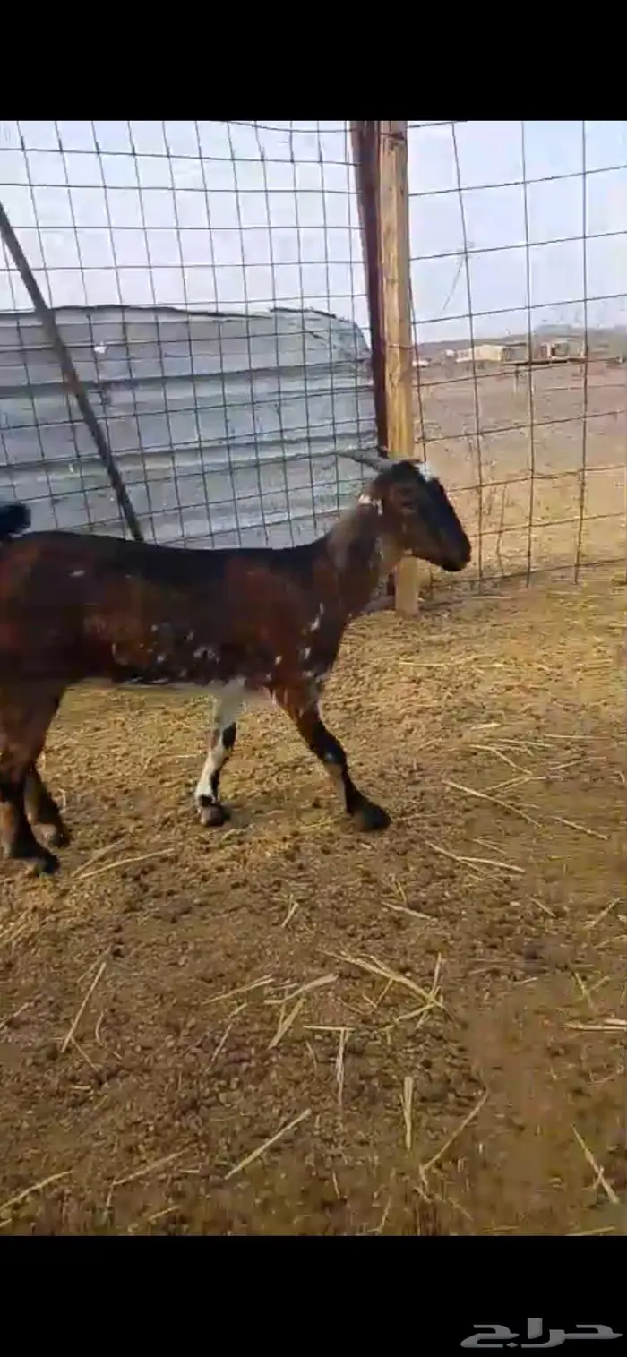 جفرة عمرها 4 شهور 0