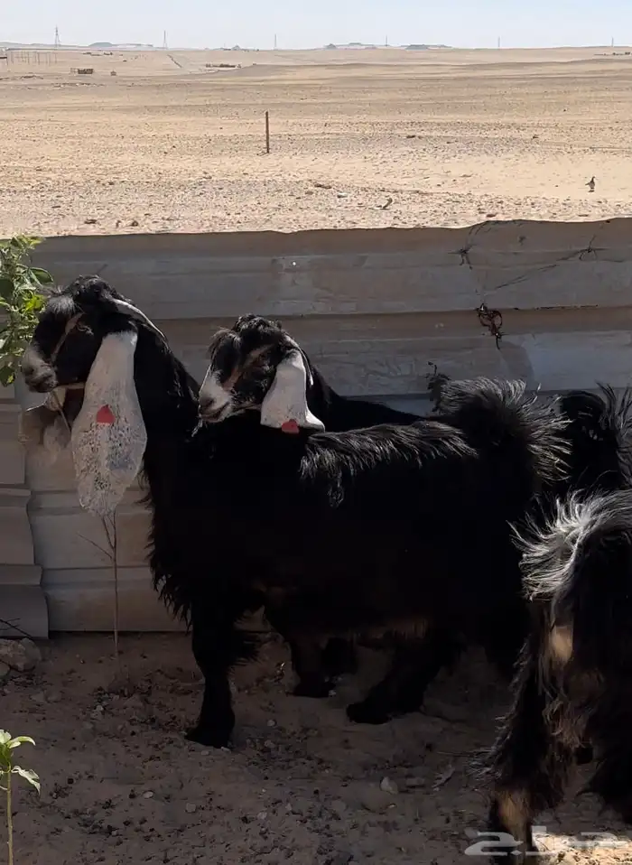 جفار عوارض طيبة 1