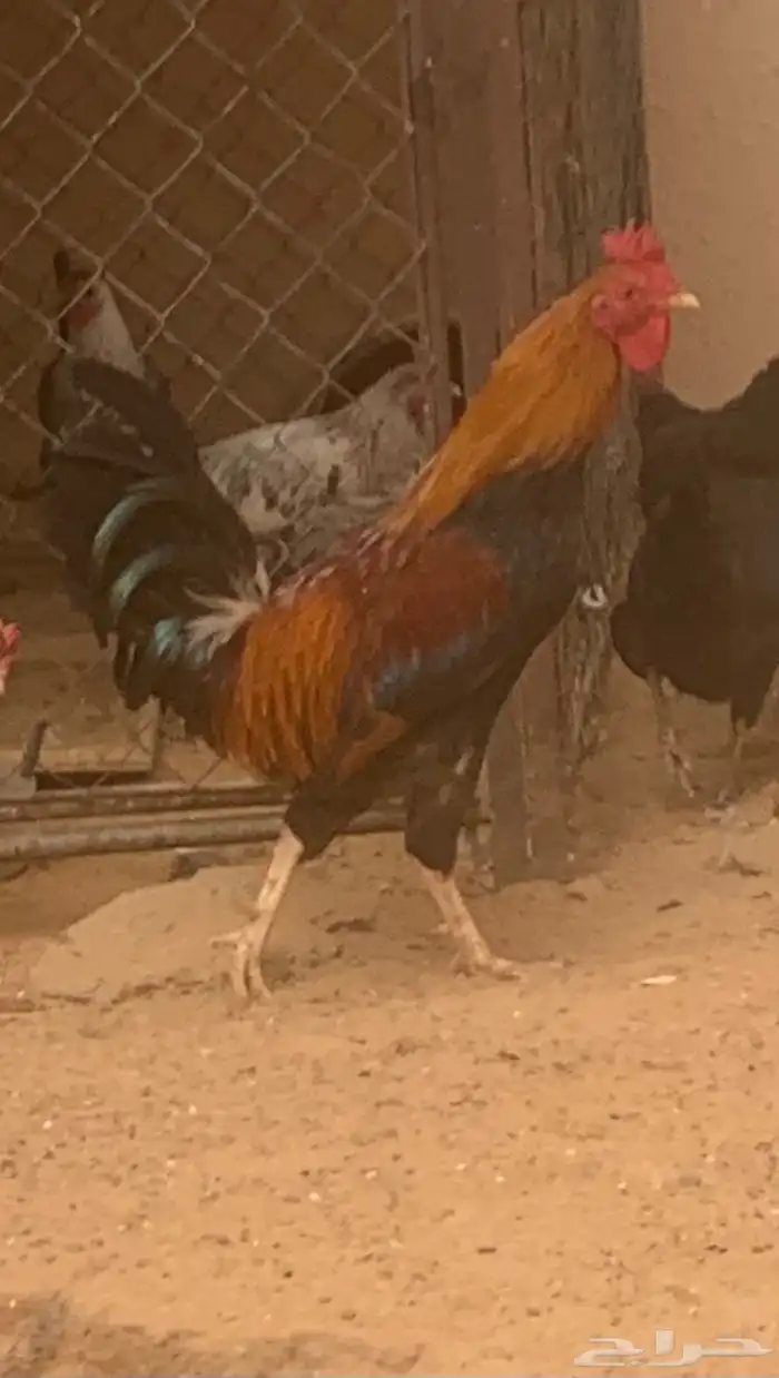 ديك عربي اصيل 0