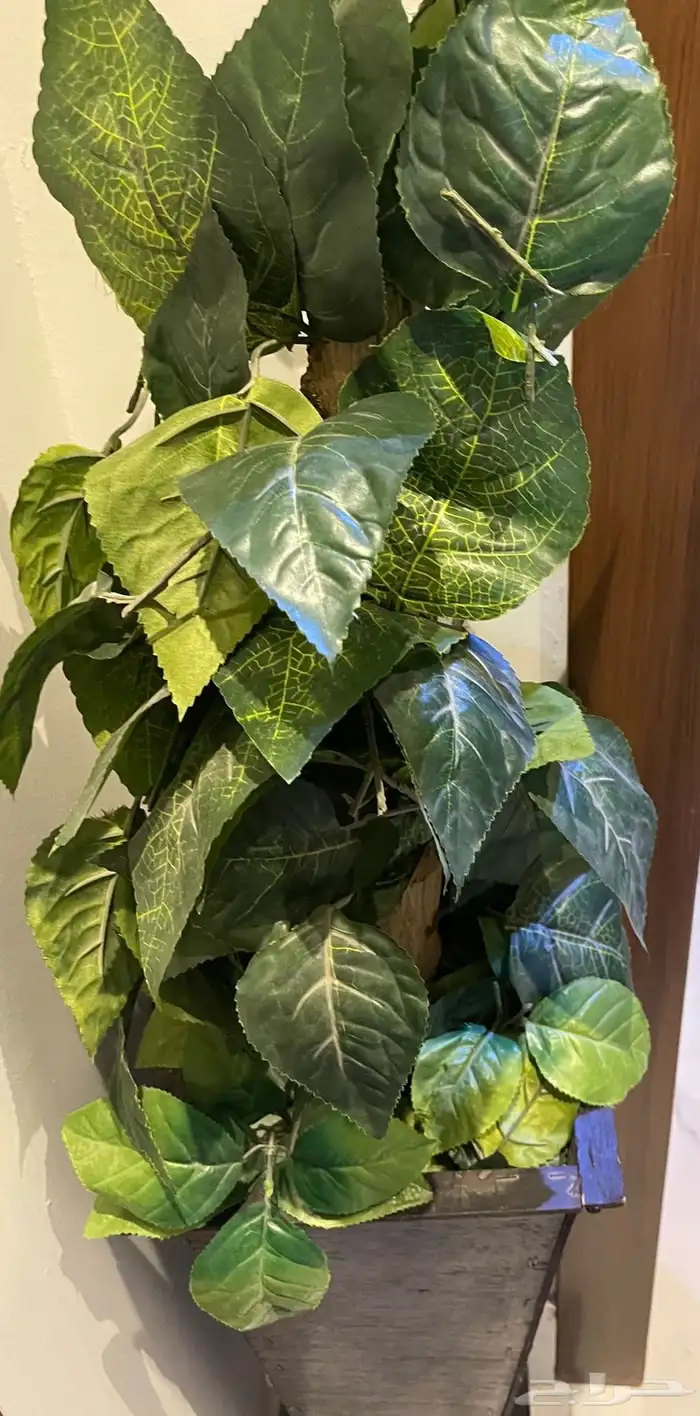 مجموعه من الشجيرات الكبار الوحده بميه والصغار الوحد ب50 0