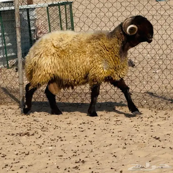 خروف فحل خصم 1