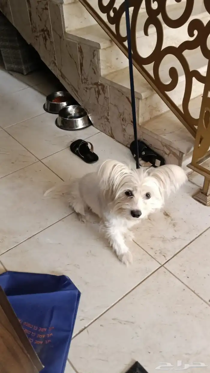 تم البيييع الله يبارك للمشتري 0